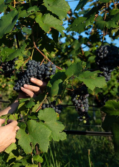 Wolfgang Lang bei der Weinlese