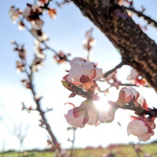 Ein Baum der zu blühen beginnt