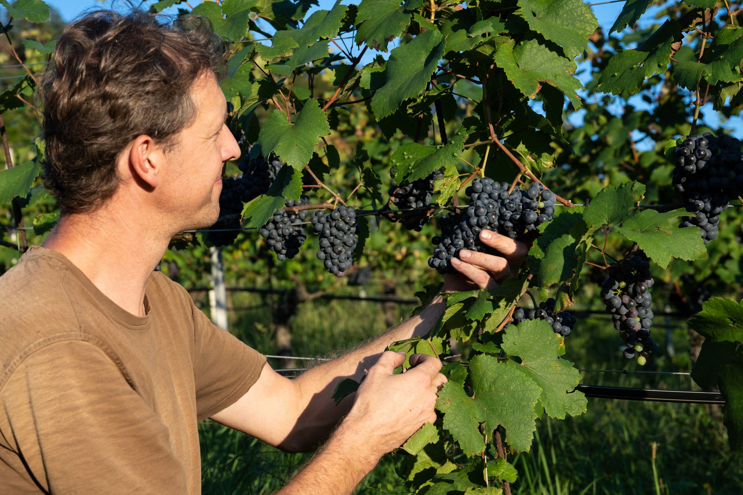 Wolfgang Lang bei der Weinlese